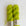 Chartreuse
